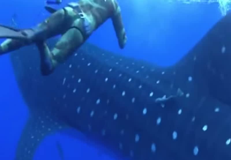 Video: Spearfisherman Headbutted by Whale Shark