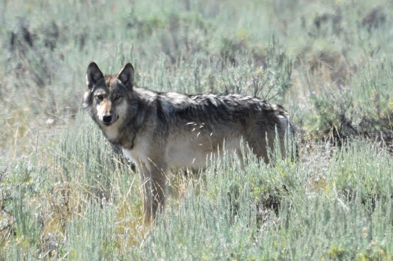 Activist Group Hounds Wisconsin Wolf Hunters