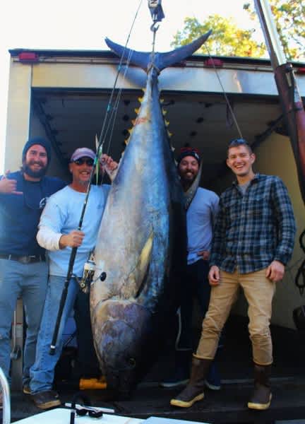 Anglers Catch 597-pound Bluefin Tuna on Spinning Gear