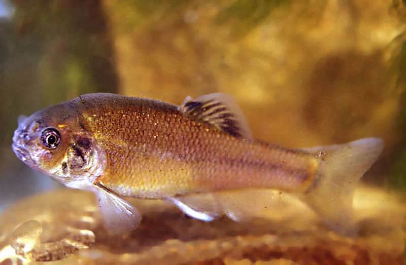 Study: Birth Control Chemicals Can Harm Fish Populations