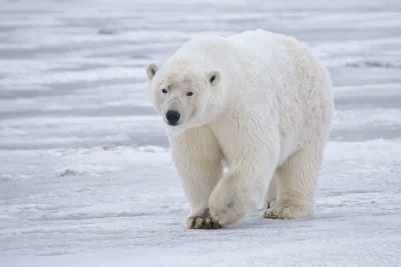 Polar Bear Threat Drives Trick-or-treaters Indoors in Canadian Town