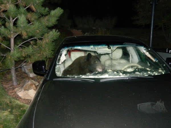 Colorado Black Bear Trashes Car in Search of Treats