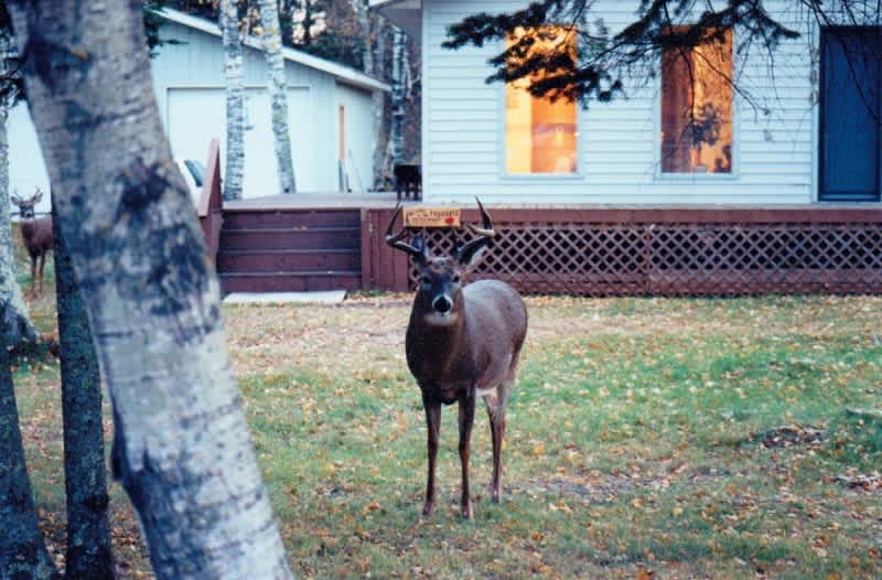 The Definitive Guide to Harvesting Big Bucks on Small, Suburban Properties