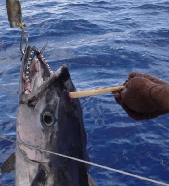 Did This Australian Angler Catch a “Tunicorn?”