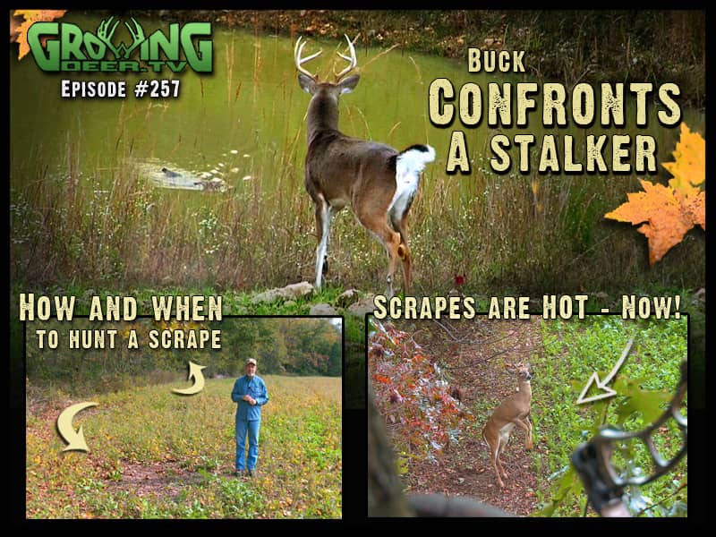 This Week on GrowingDeer.tv – Stalking Whitetails and Hunting Scrapes