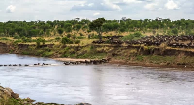Video: Epic Time-lapse Wildebeest Migration