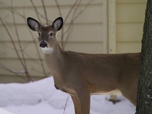 First Traces of Bluetongue Virus Identified in New Jersey Deer