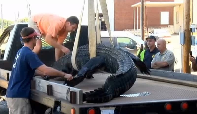 Georgia Hunter Harvests Behemoth 660-pound Alligator