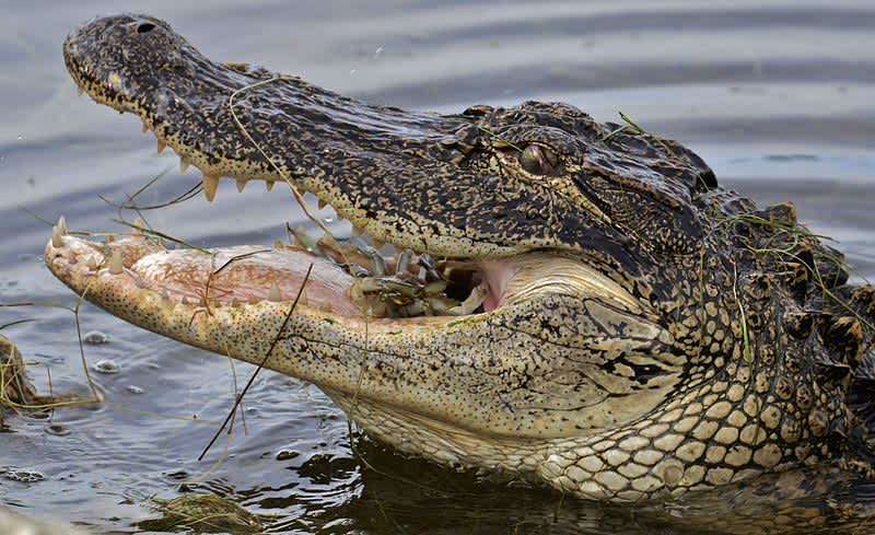 Heavy Rain Brings Alligators to Florida Diner