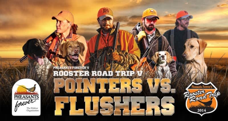 It’s Pointers vs. Flushers for Pheasants Forever’s 2014 Rooster Road Trip