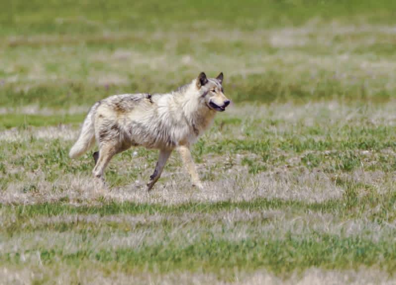 Judge Denies Wyoming Wolf Management Request, Season Suspension Upheld