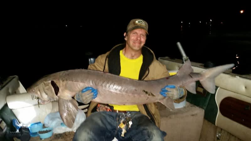 Michigan Angler Pulls Massive 105-pound Sturgeon from St. Clair River