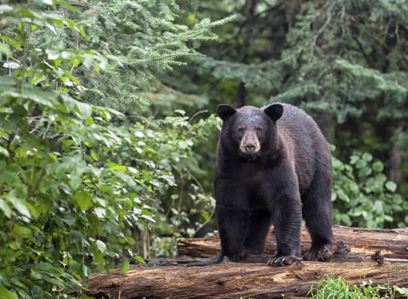 Minnesota Hunter Stabs, Kills Wounded Black Bear after Brutal Mauling