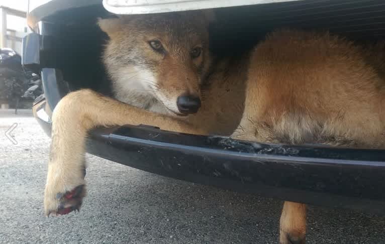 Photos: Live Coyote Found in Car Bumper