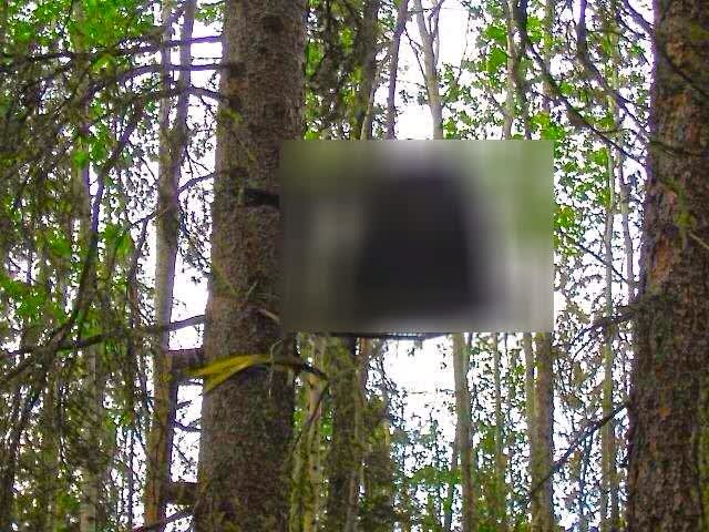 PHOTO: The Last Thing a Hunter Wants to See in His Treestand