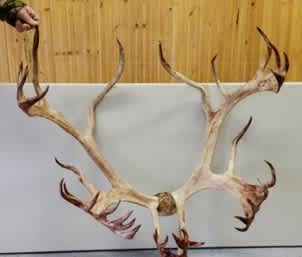 Pope and Young Club Announces Potential World Record Caribou