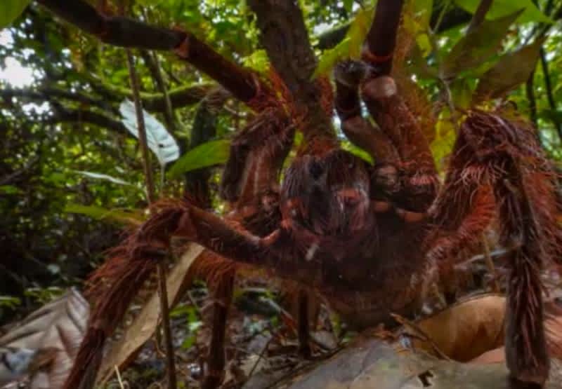 Video: Scientist Finds Dog-sized Tarantula in Guyana