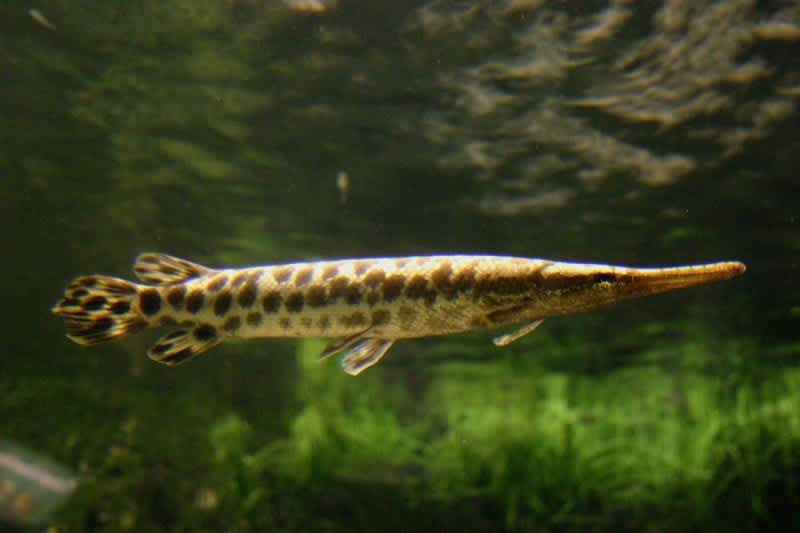 Spotted Gar Discovered in Chicago for the First Time