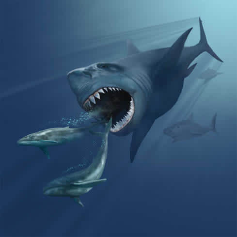 Study: Ancient “Megashark” May Have Kept Whales Small by Eating Them
