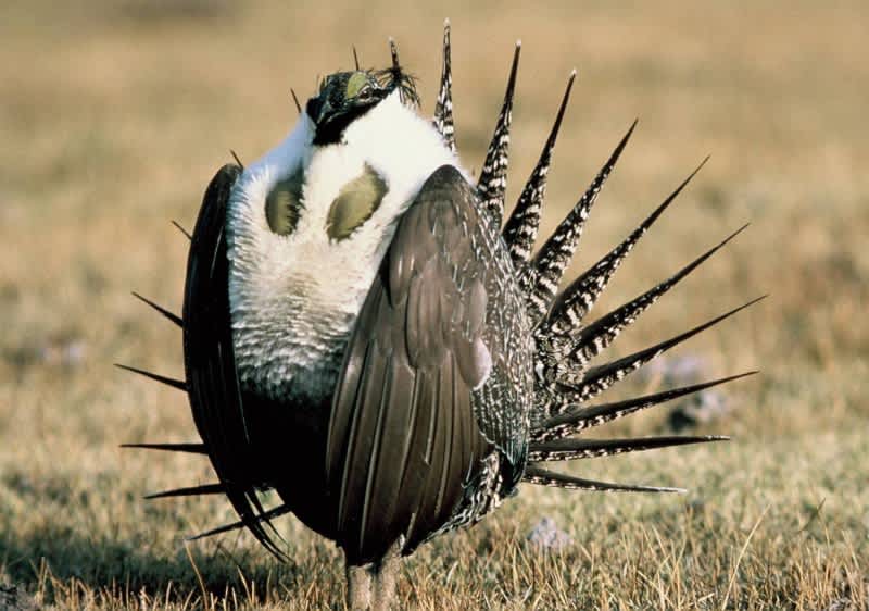 Study: Efforts to Preserve Sage Grouse Also Benefit Mule Deer