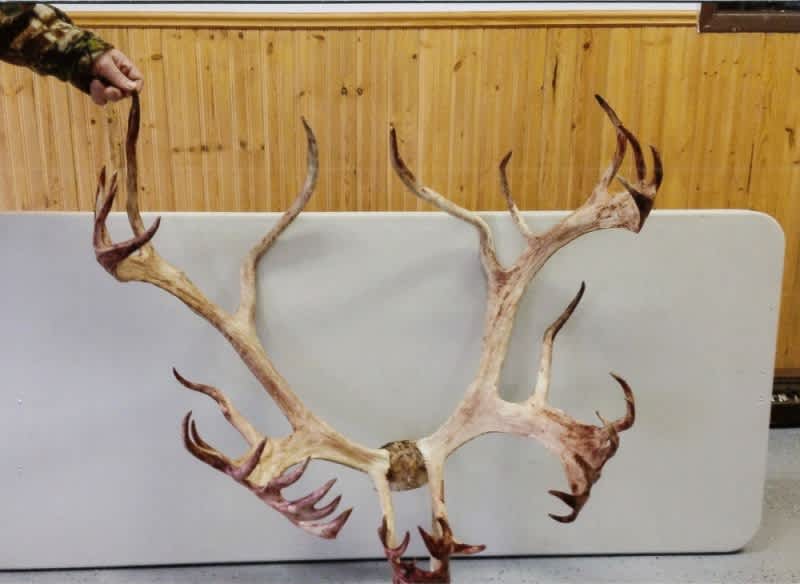 The Pope & Young Club Announces a Potential New World’s Record Woodland Caribou