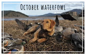 This Week on The Revolution – October Waterfowl