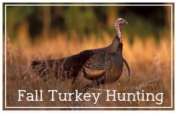 This Week on The Revolution – Fall Turkey Hunting