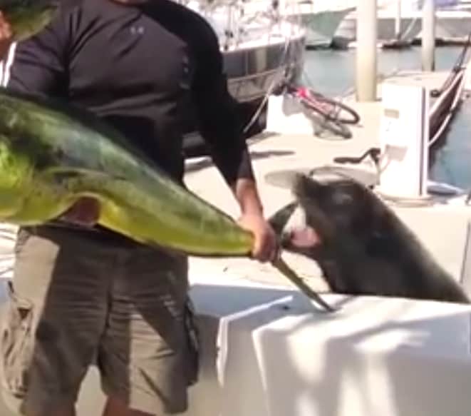 Video: The 10 Craziest Ways to Have Your Fish Stolen by a Hungry Critter
