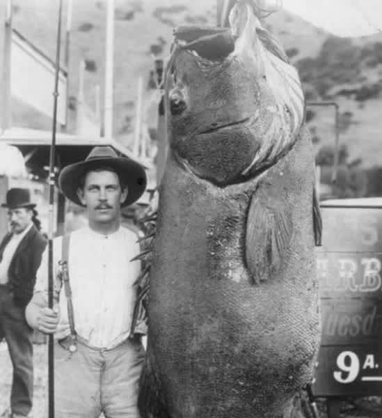The Big Ones - The World Record Smallmouth Bass of Dale Hollow Lake See more