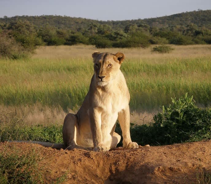 USFWS: Sport Hunting is No Threat to African Lions
