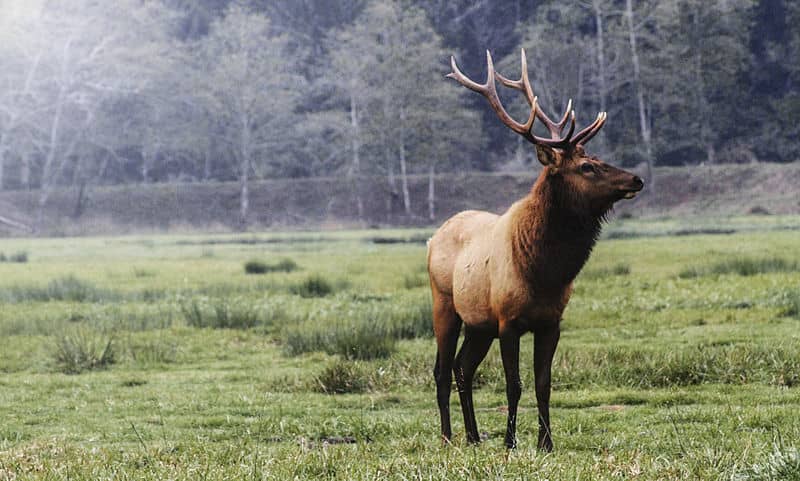 Utah Hunters Outraged after Thieves Steal Two Elk from Camp