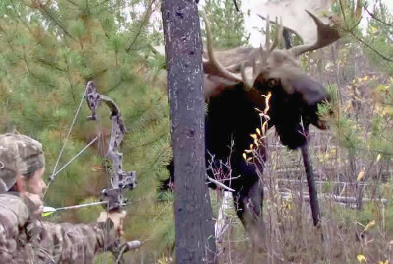 Video: 6 Close-range Hunting Encounters That Will Make Your Heart Skip a Beat