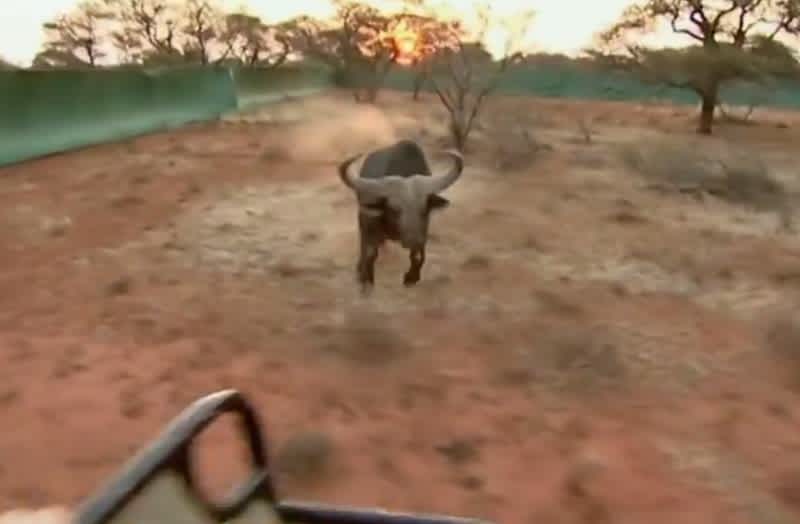 Video: African Buffalo Attacks Vet’s Truck