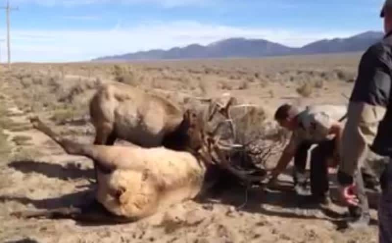 Video: Antler-locked Bull Elk Rescued
