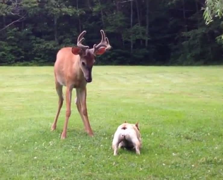 Video: Buck Wants to Fight French Bulldog