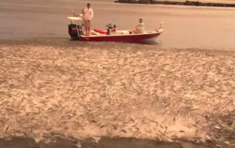Video: Florida Mullet Migration in Action