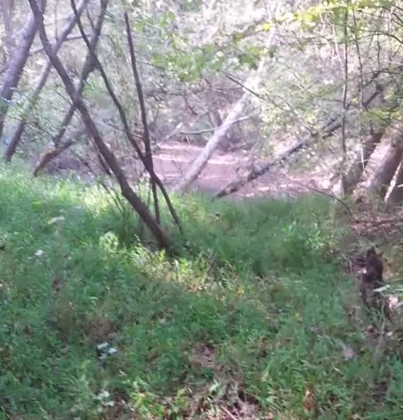 Video: Georgia Hunter Finds Confused, Naked Man in the Woods