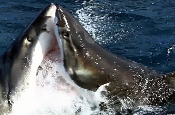 Video: Great White Attacks Smaller Shark