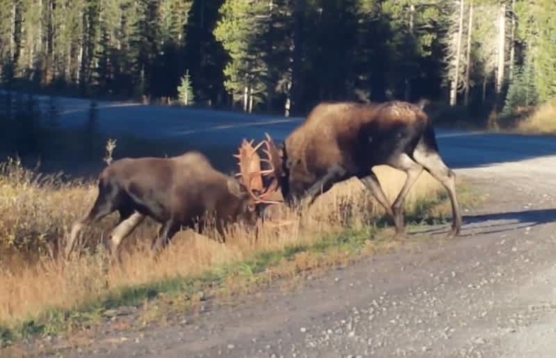 Video: Hikers Record Epic Moose Fight
