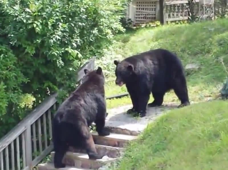 Video: Huge Black Bears Fight in New Jersey