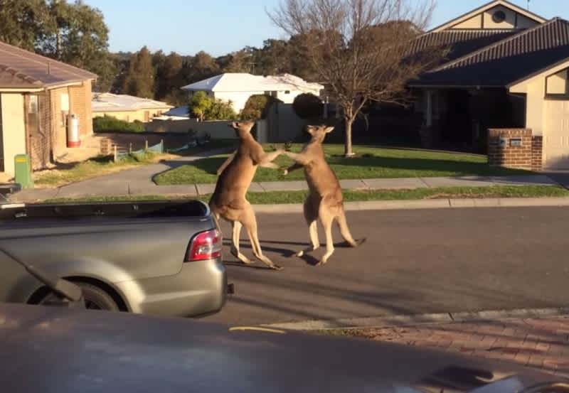 Video: Kangaroos Duke It Out in Suburban Street