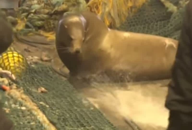 Video: Sea Lion Tosses Fisherman Across Ship