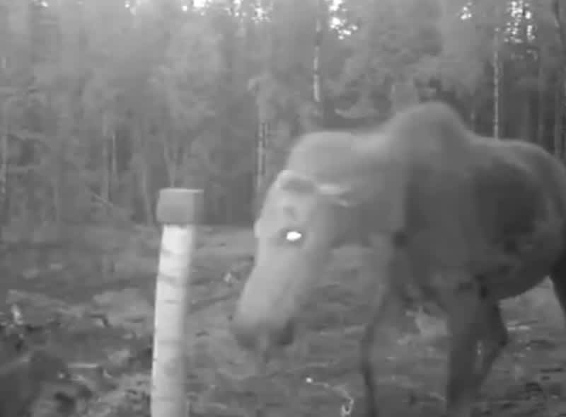 Video: Trail Cam Records Moose Facing Off Against Wolves