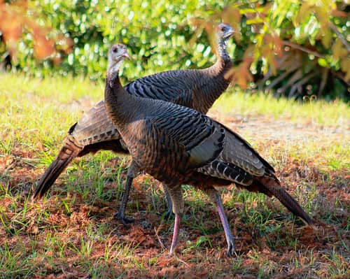 Wild Turkey Rebound in Missouri, Future Looks Promising