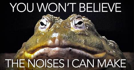 33 Noises That Will Make You Question What You Know About Frogs