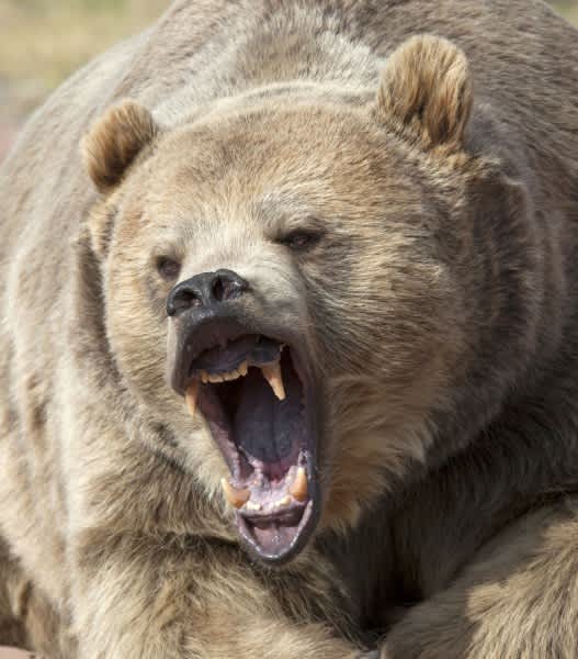 Alaska Deer Hunters Fend Off Attack by 5 Brown Bears