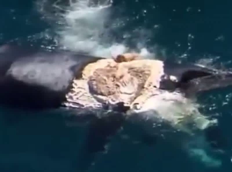 Australian Man Criticized for “Surfing” on Whale During Shark Feeding Frenzy