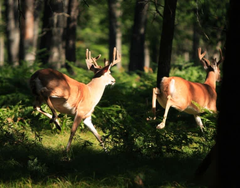 Where Are Bucks Hiding? New Study Reveals Insights into Buck Behavior