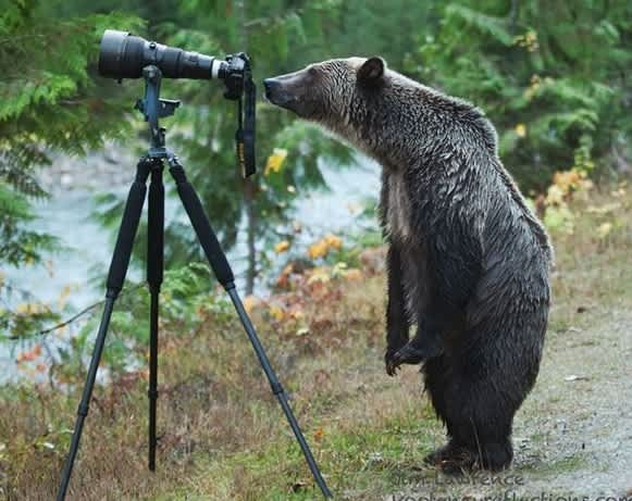 Picture of Curious Grizzly “Photographer” Goes Viral