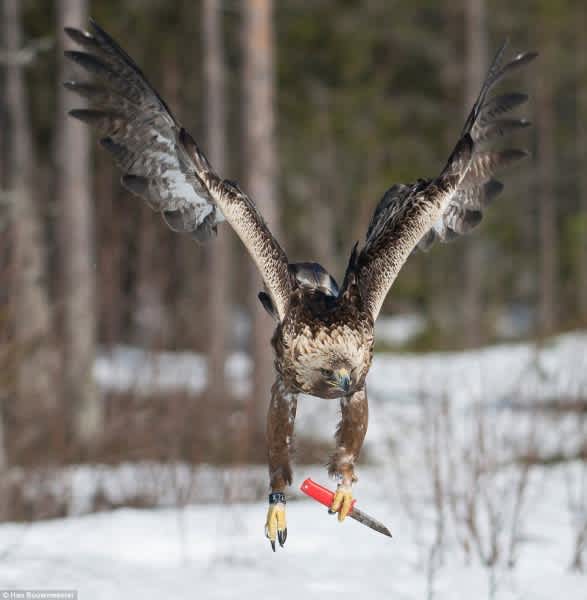Photo: This Eagle Just Learned How to Carry a Knife